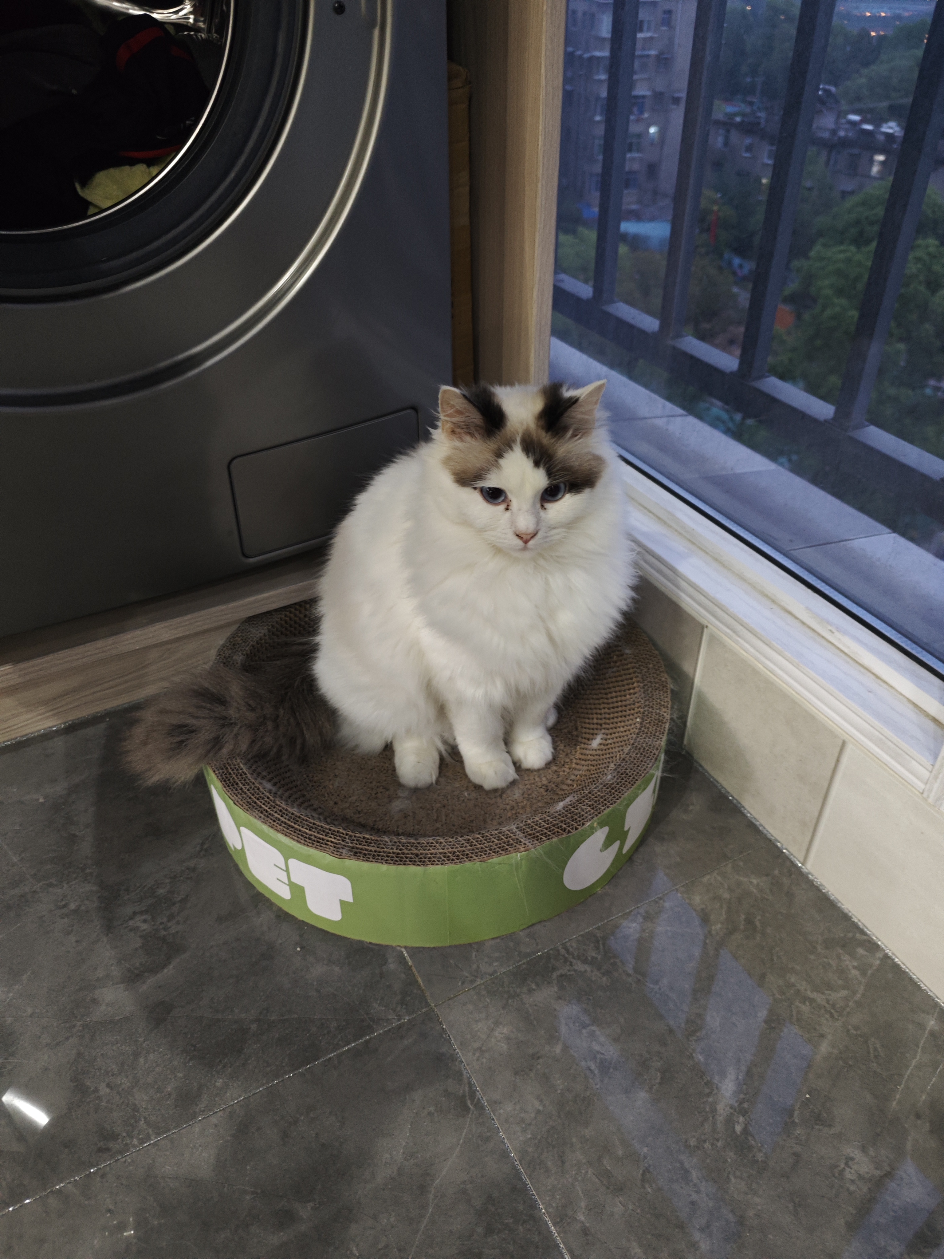 海双布偶妹妹一只，已经打了两针疫苗，活泼可爱，能吃能喝啦～